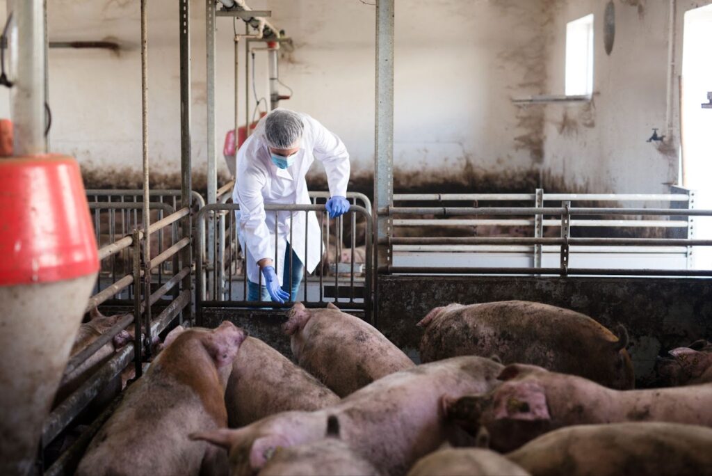 Regular Check up after feeding the animals food with Zinc Oxide